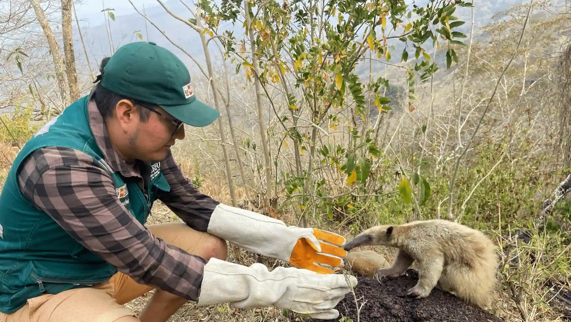 Cajamarca: oso hormiguero rescatado de incendio forestal vuelve a su hábitat natural
