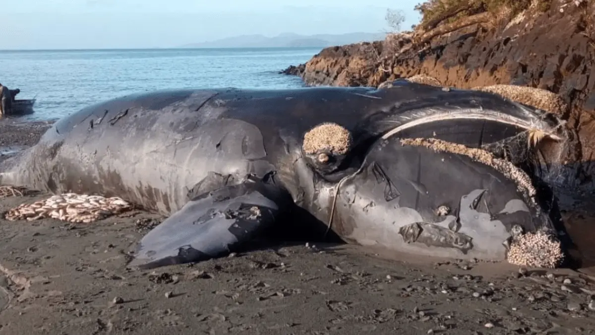 Liberan a cría de ballena austral atrapada en centro de cultivos en la Isla de Chiloé