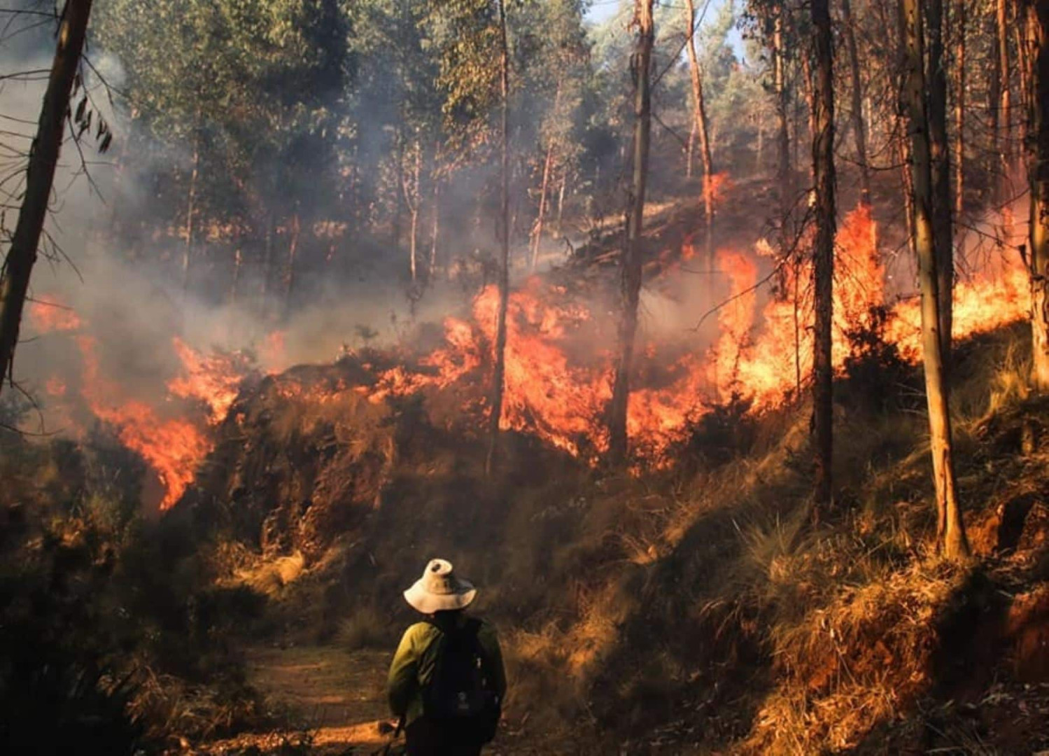 Incendios forestales azotan toda la región.
