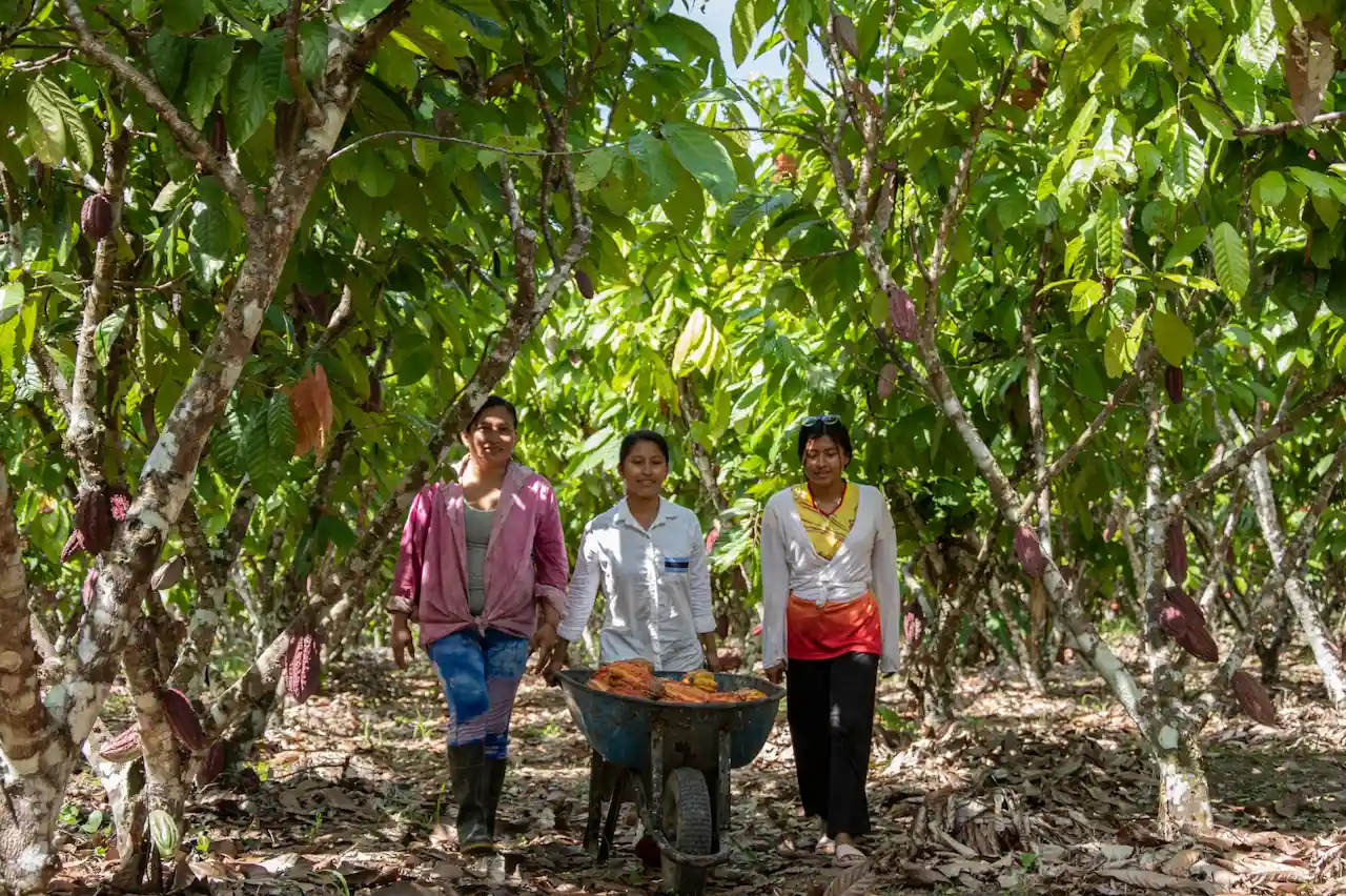 Manteca de cacao de Curimaná se abre paso en el mercado cosmético francés