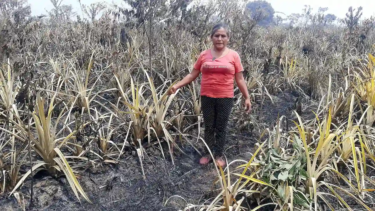 Cultivos de cacao, principal afectado por incendios en Leoncio Prado