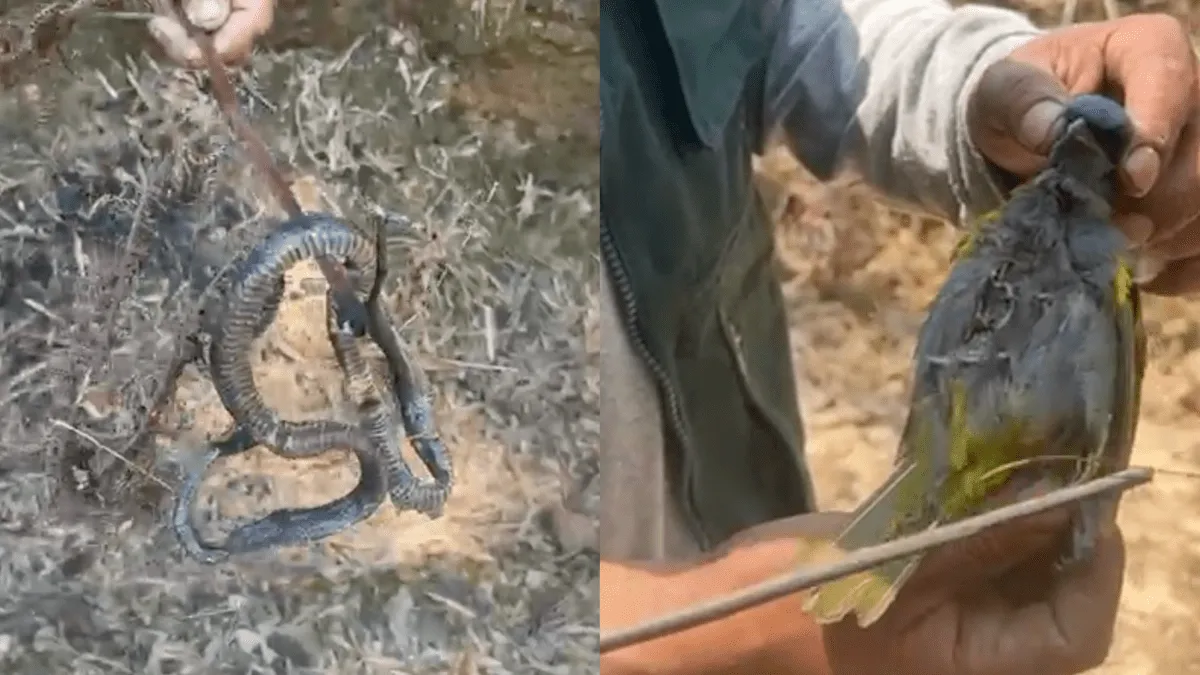 Dos detenidos por quema de bosque en el Área de Conservación Regional Carpish