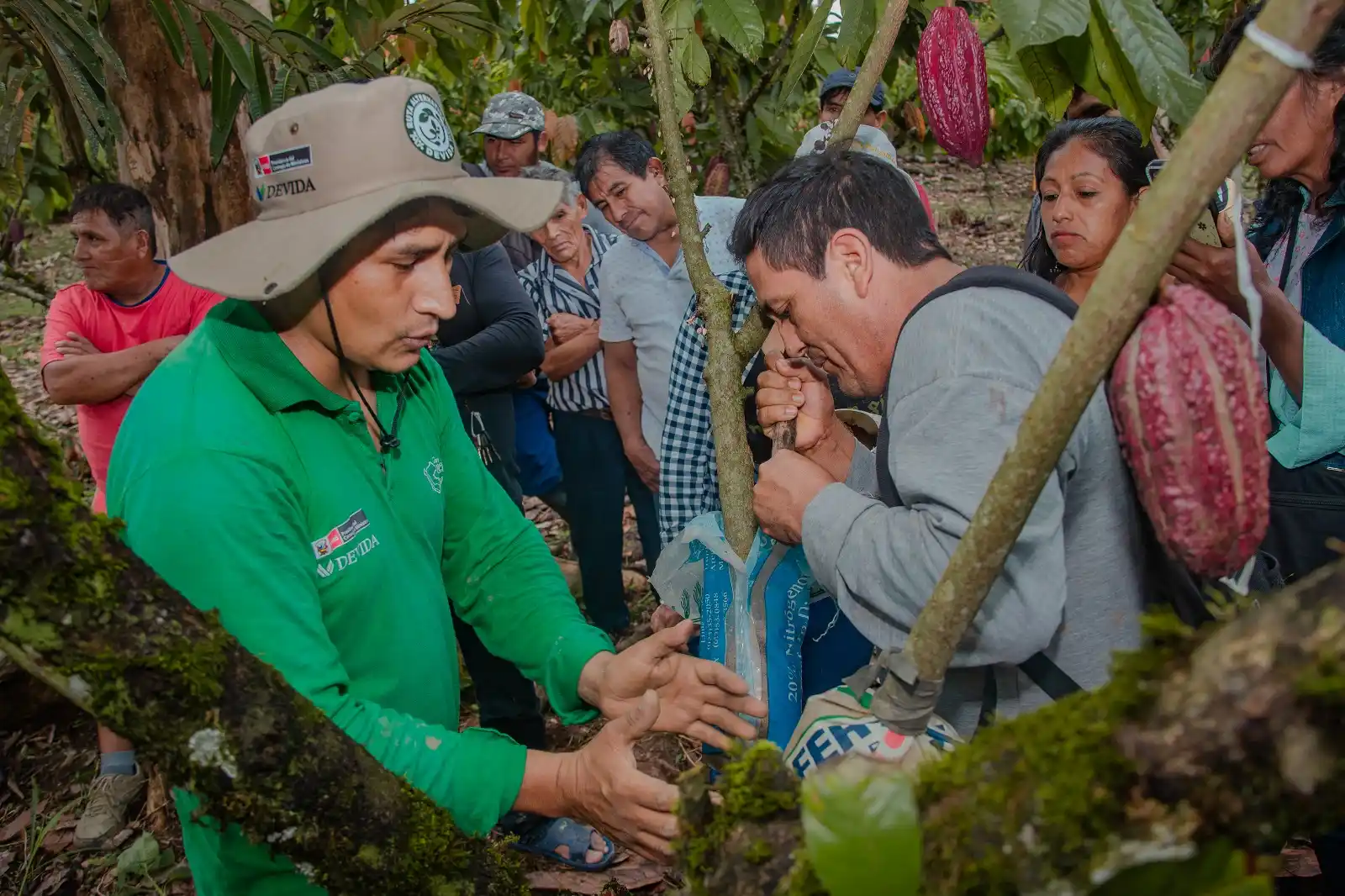 Leoncio Prado: Cómo el cacao se convirtió en motor económico de la provincia