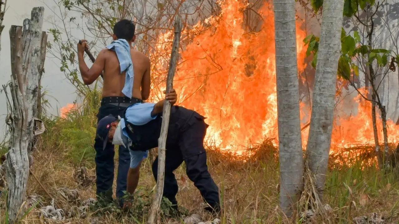 Fuego consume cultivos y bosques en Daniel Alomía Robles