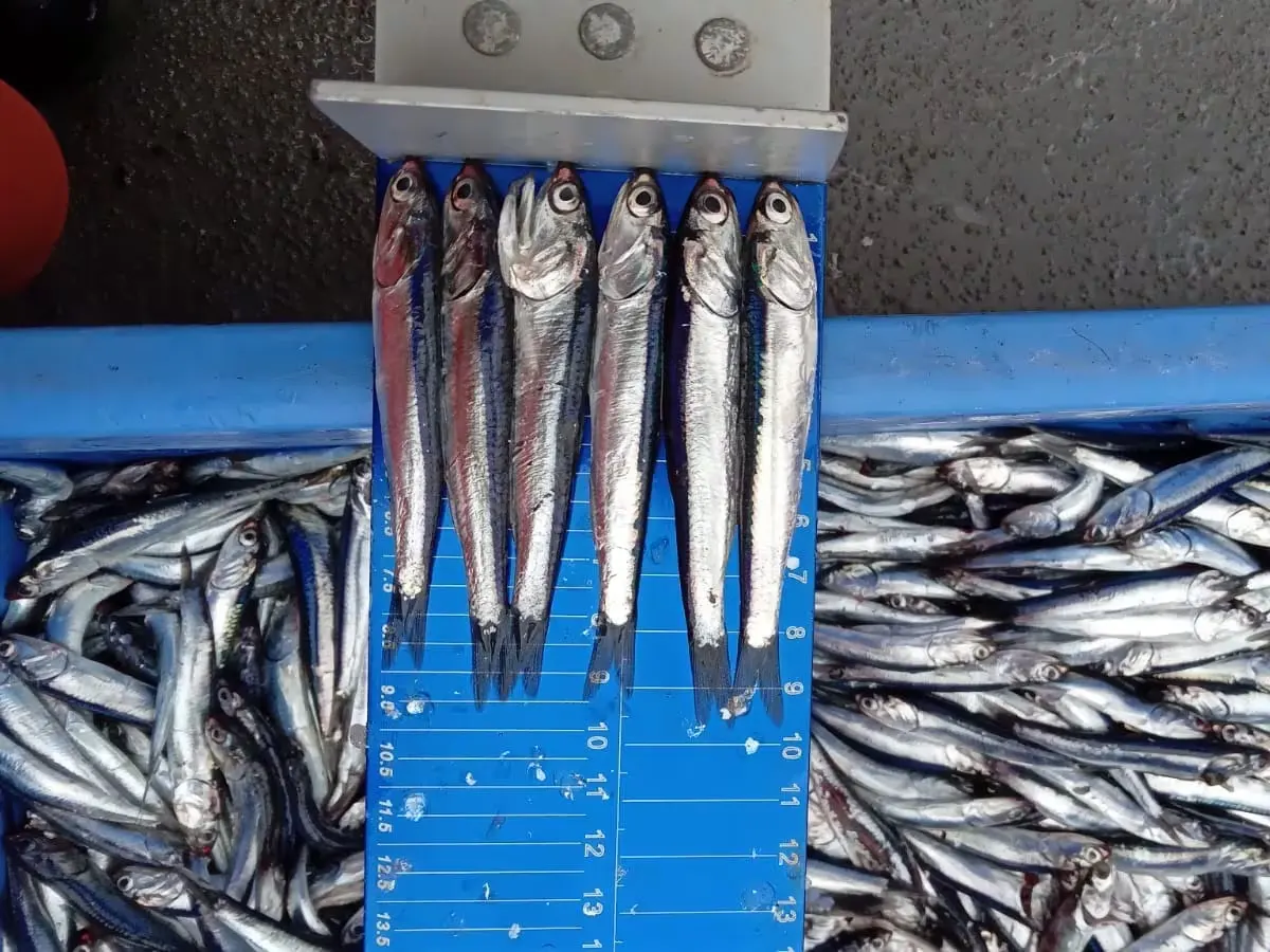 I-Indecopi-rechaza-demanda-de-la-SNP-para-eliminar-restriccion-de-captura-de-anchovetas-juveniles-I.webp