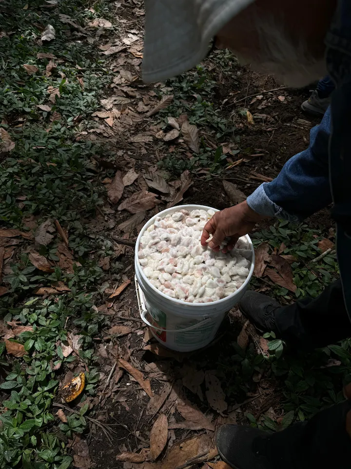 Mazamari celebra el Día del Cacao y Chocolate Peruano con festival
