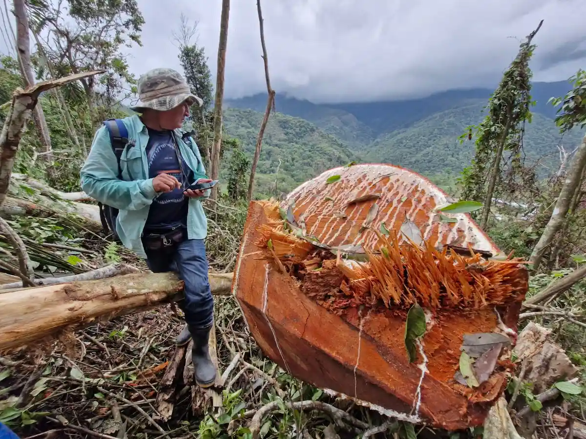 Deforestación ilegal con motosierras afecta bosques primarios en Lamas