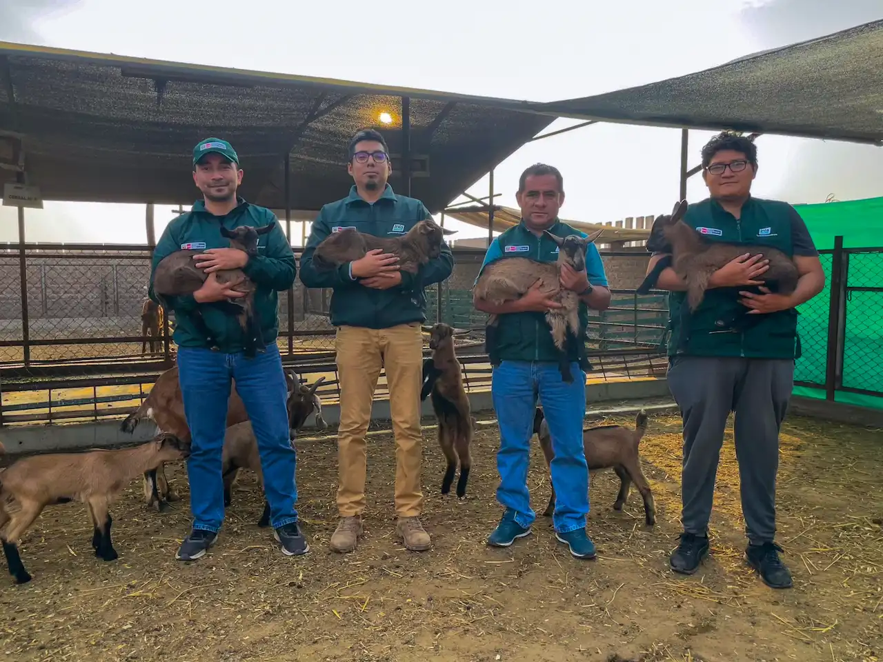 Nacen 25 cabras Alpino Francés en estación experimental de Huaral