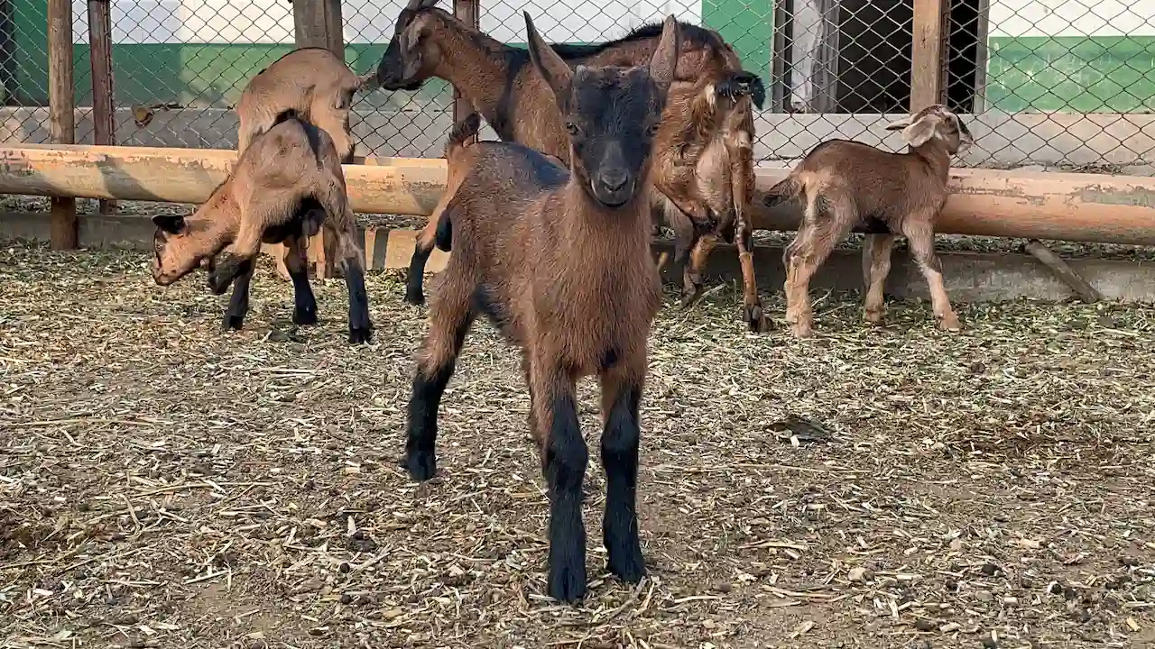 Nacen 25 cabras Alpino Francés en estación experimental de Huaral