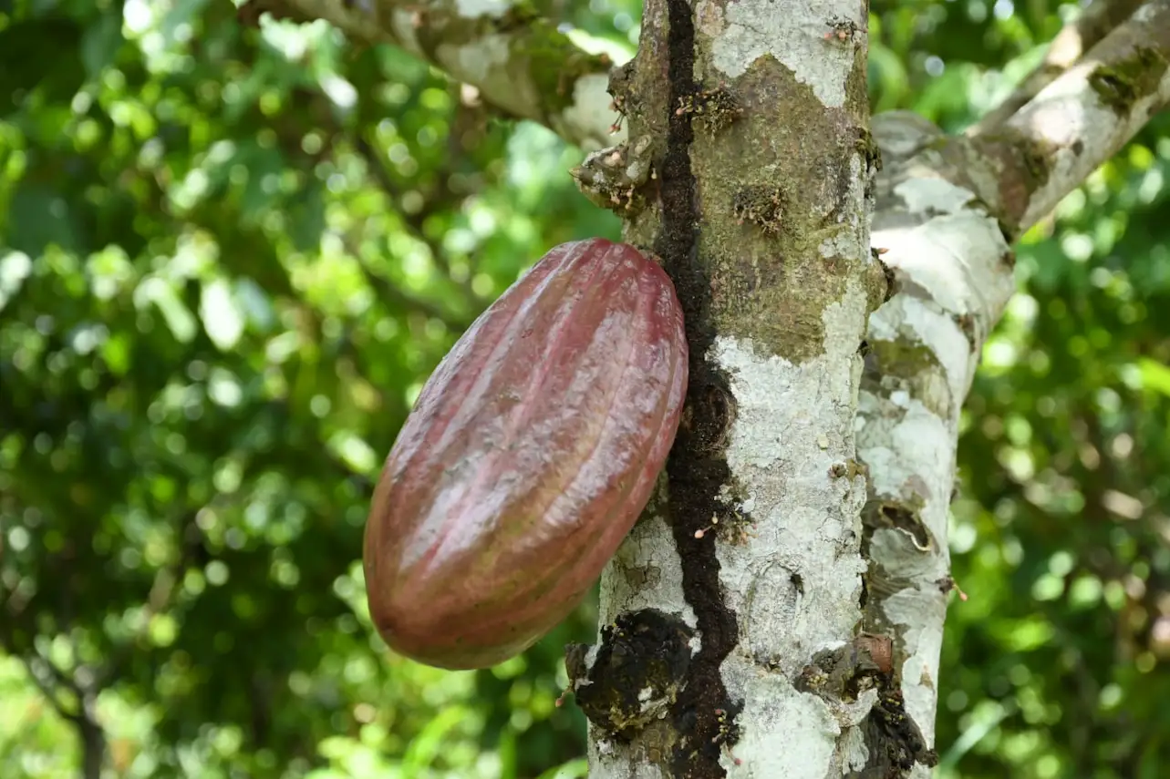 Ucayali: Irene Chamaya y su revolución del cacao en Neshuya