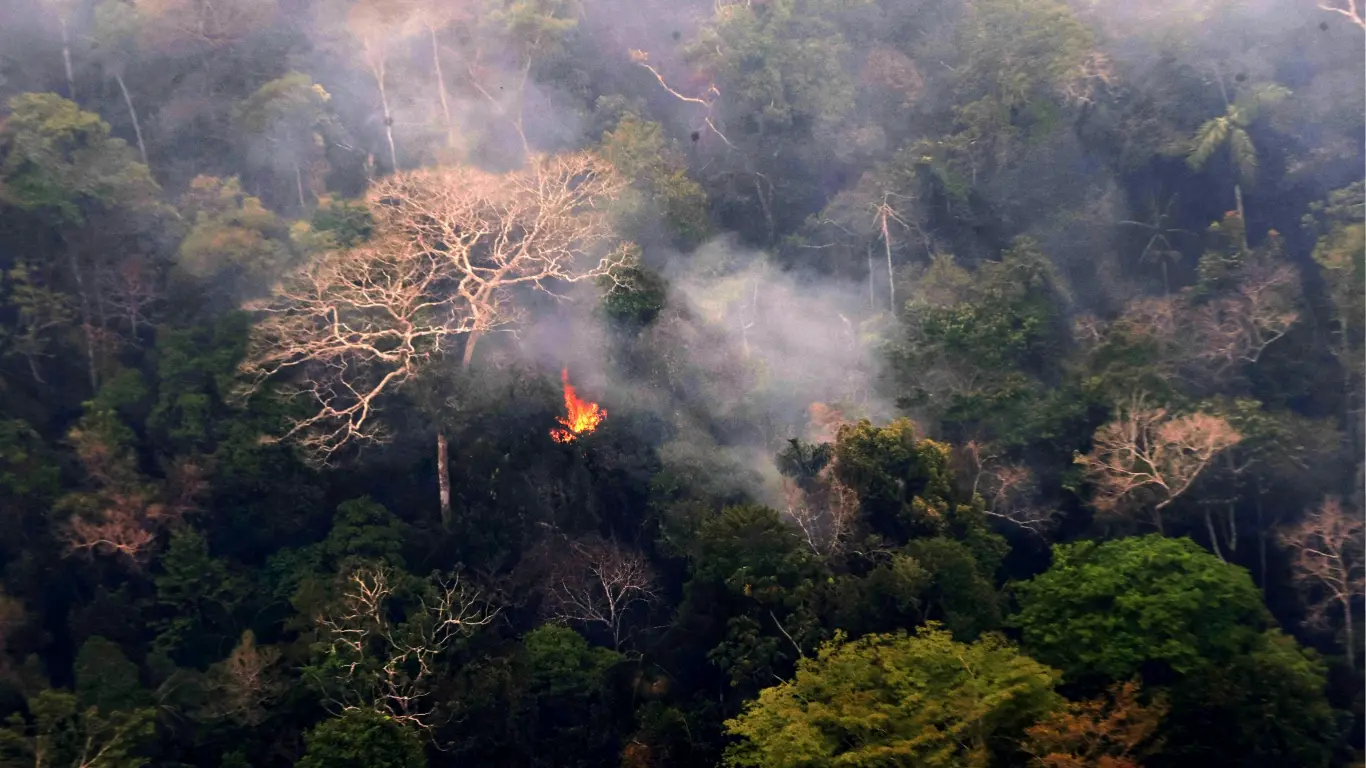 Incendios-Forestales-Pucallpa_septiembre-de-2024_Mindef-Peru