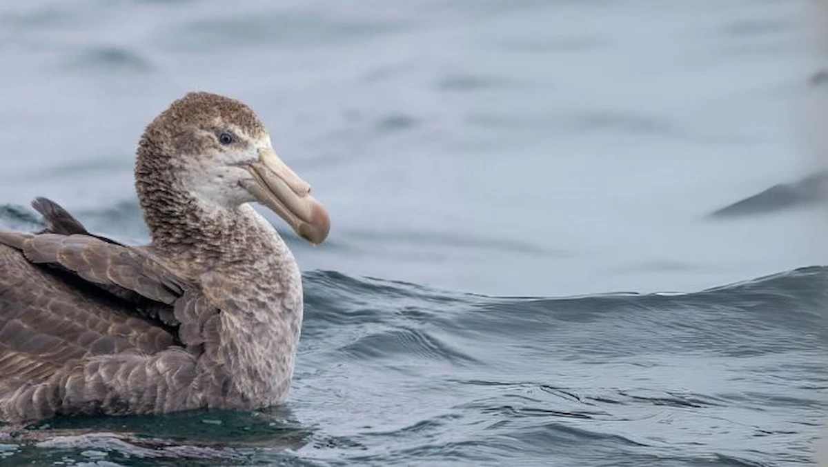 Aves marinas son guardianes del ecosistema marino peruano