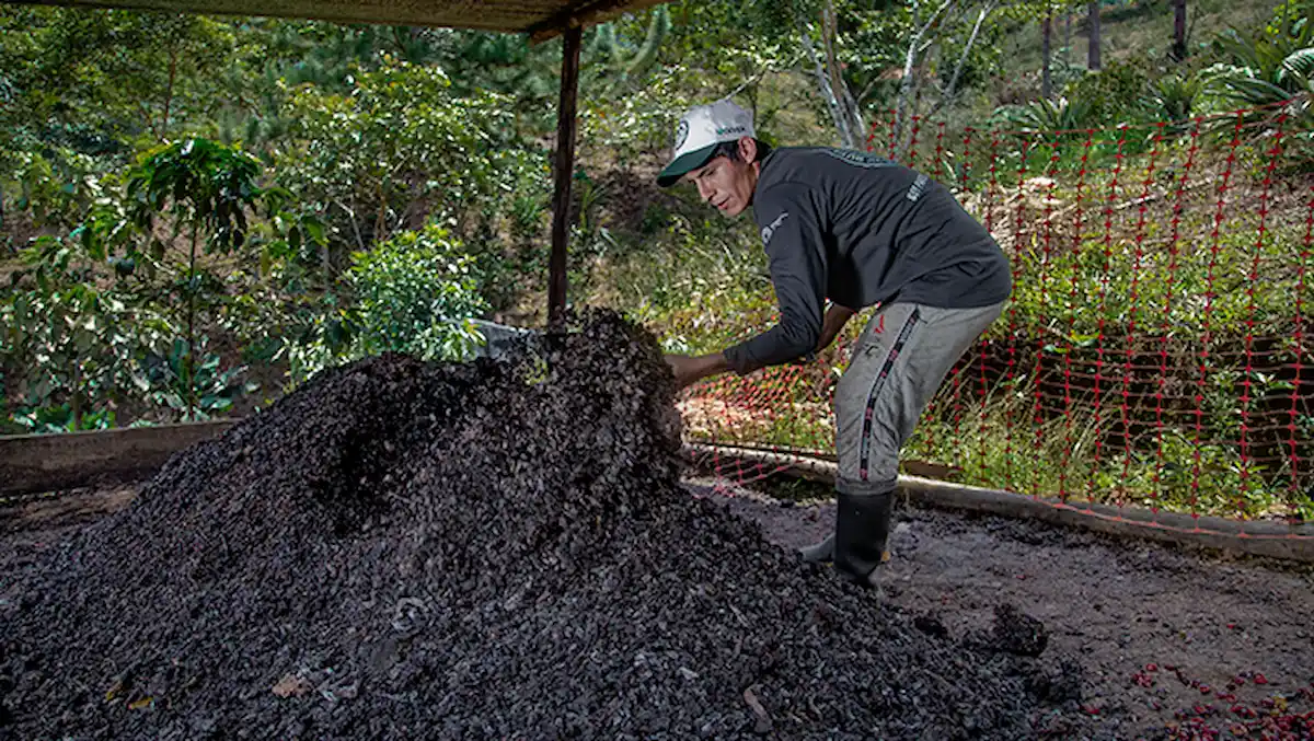 El cultivo del café que transforma vidas en el Alto Huallaga