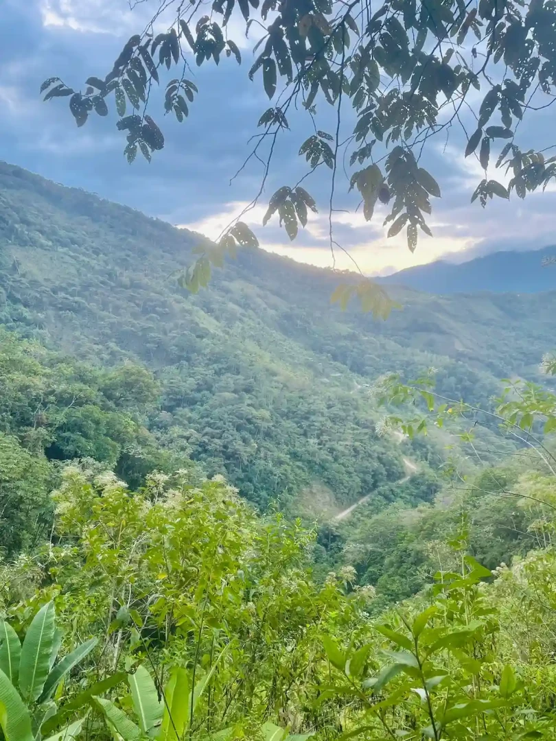 Tangara: Cultivando café de especialidad en armonía con el bosque