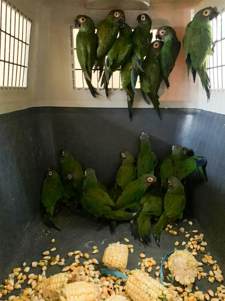 Rescatan 78 loros cabeza negra en bus interprovincial