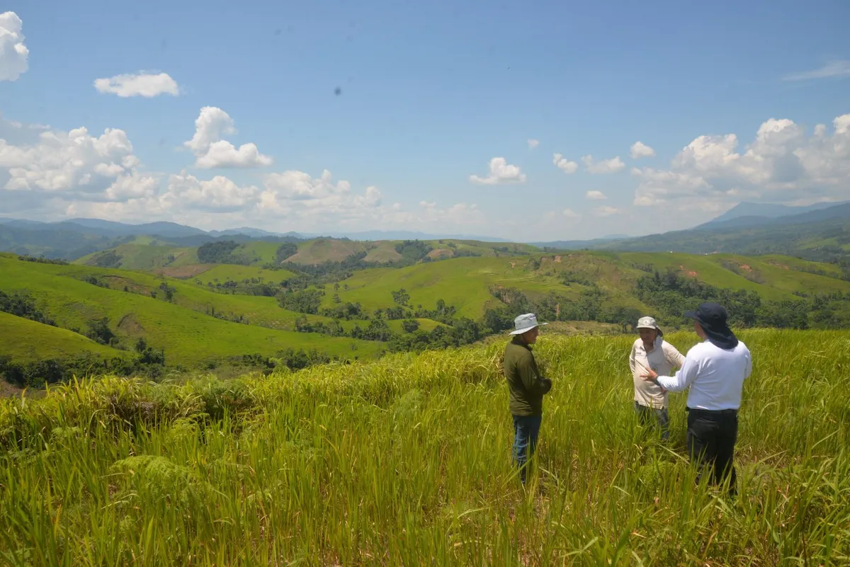 Reforestarán 2700 hectáreas en Huánuco y San Martín afectadas por incendios forestales y malas prácticas agrícolas