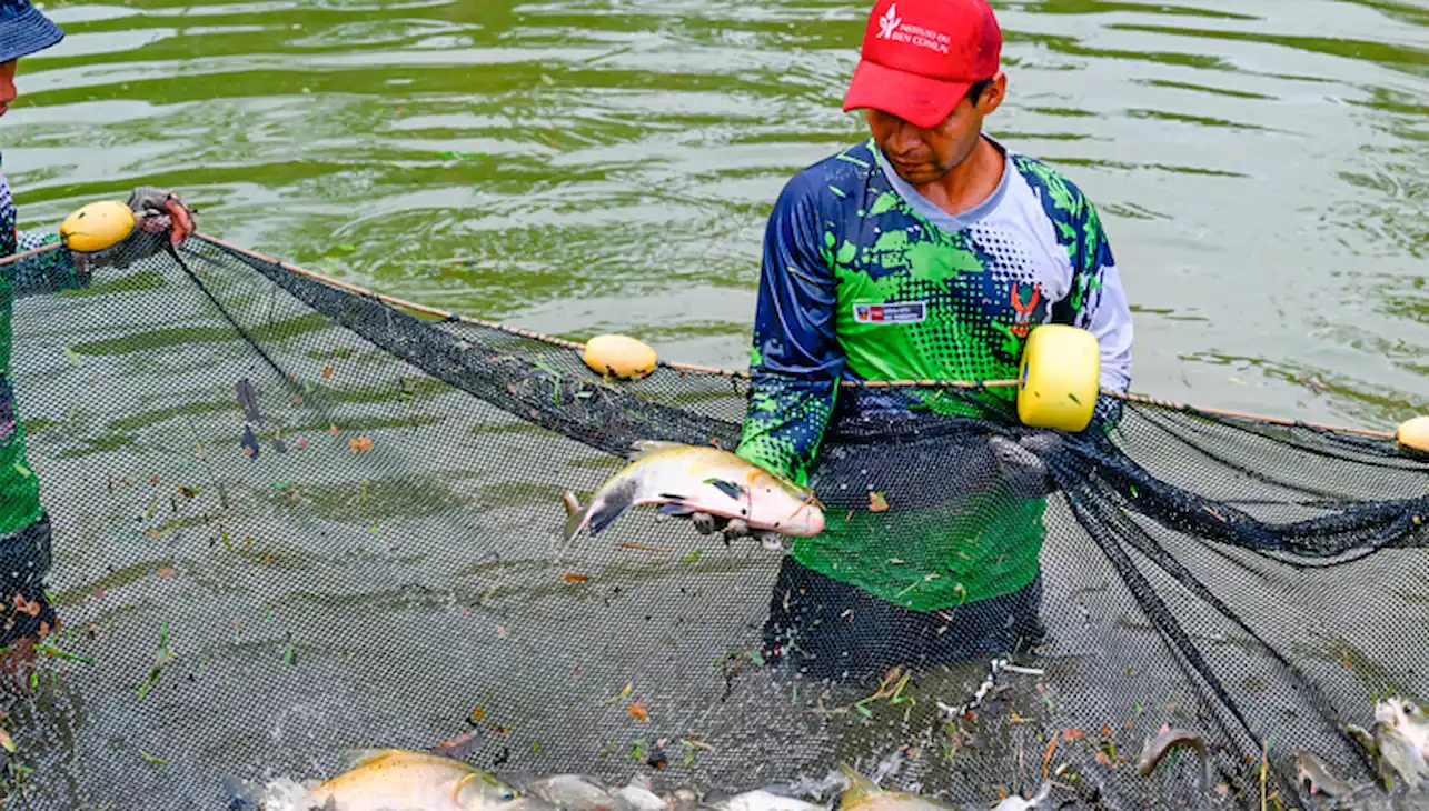 Impulsan piscicultura en la Amazonía para fortalecer seguridad alimentaria