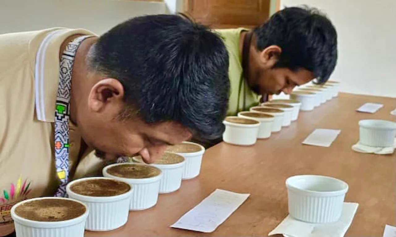 Cafés ganadores de concurso regional de Huánuco serán subastados en la Ficafé