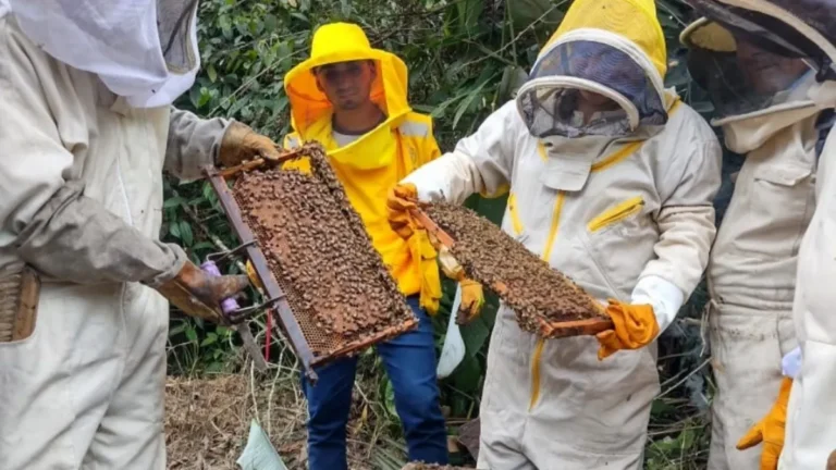 Apicultores del país intercambian prácticas sostenibles en San Martín