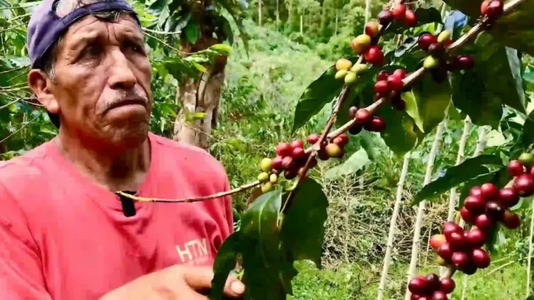 Caficultura peruana 2024: Problemas y oportunidades