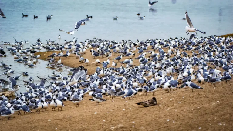 Más de 10 000 gaviotas de Franklin migra a los Pantanos de Villa