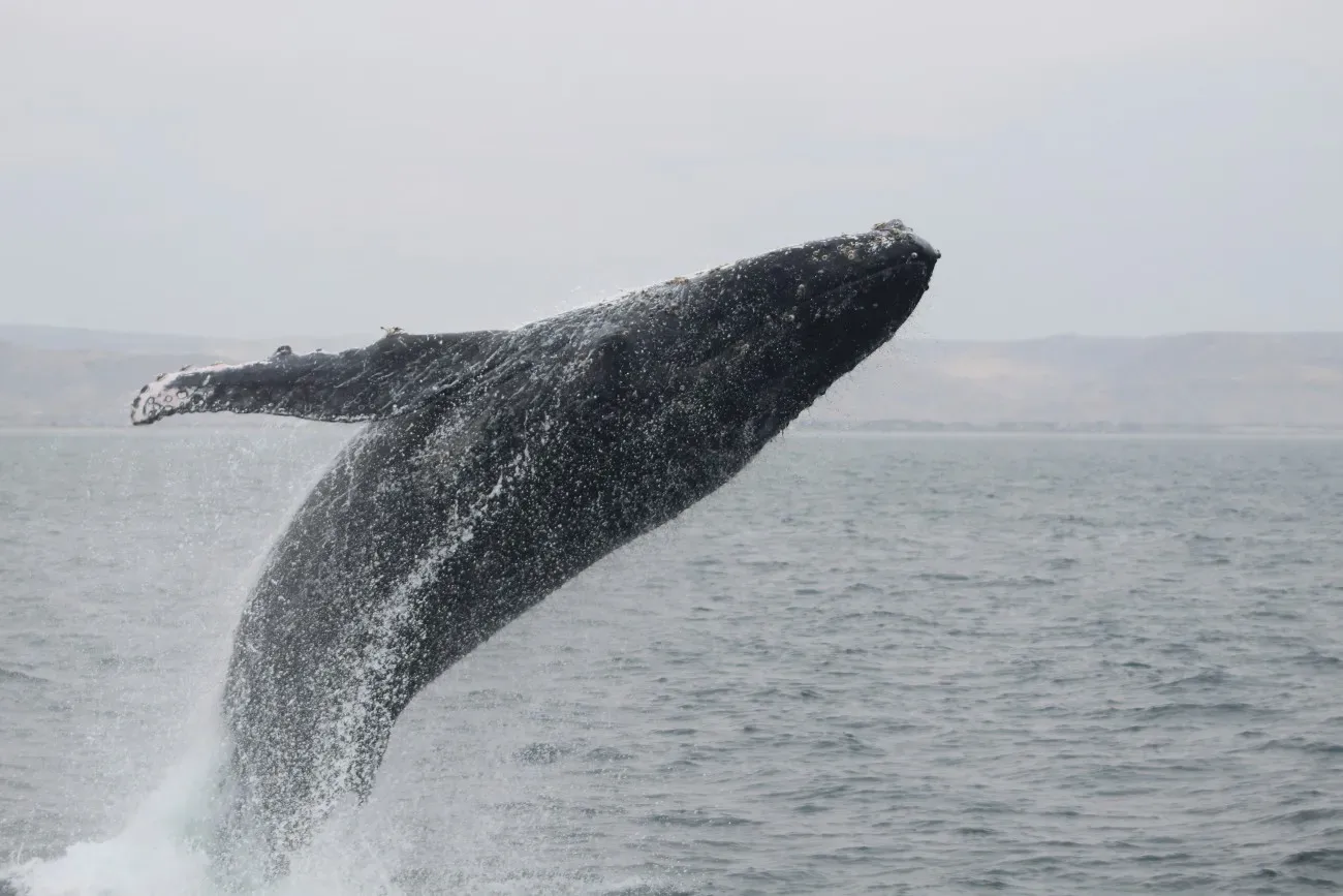 Ciencia y conservación para la protección de los mamíferos marinos