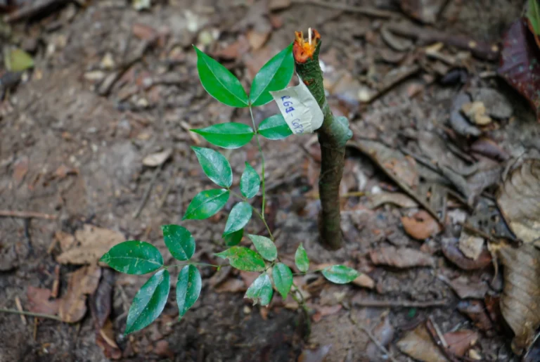 Jóvenes kakataibo participan en estudio sobre regeneración de bosques amazónicos en Yamino