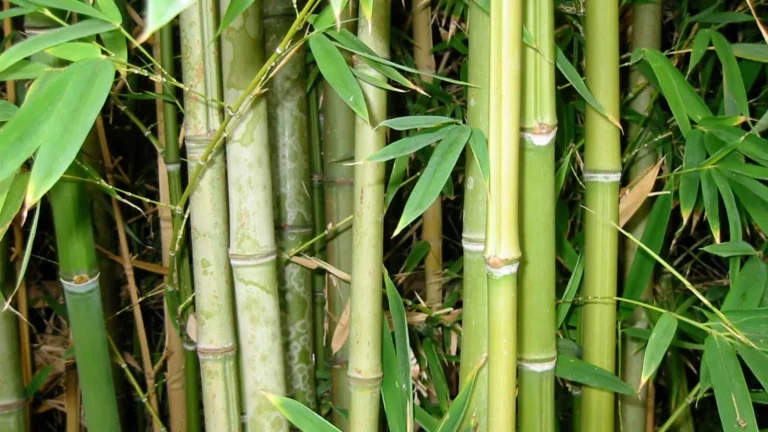 Pichari será sede de la VIII Semana Nacional del Bambú Vraem 2025