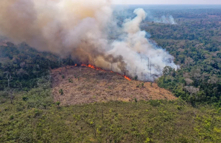 Matt Finer: “La clave para evitar megaincendios forestales es frenar la deforestación”
