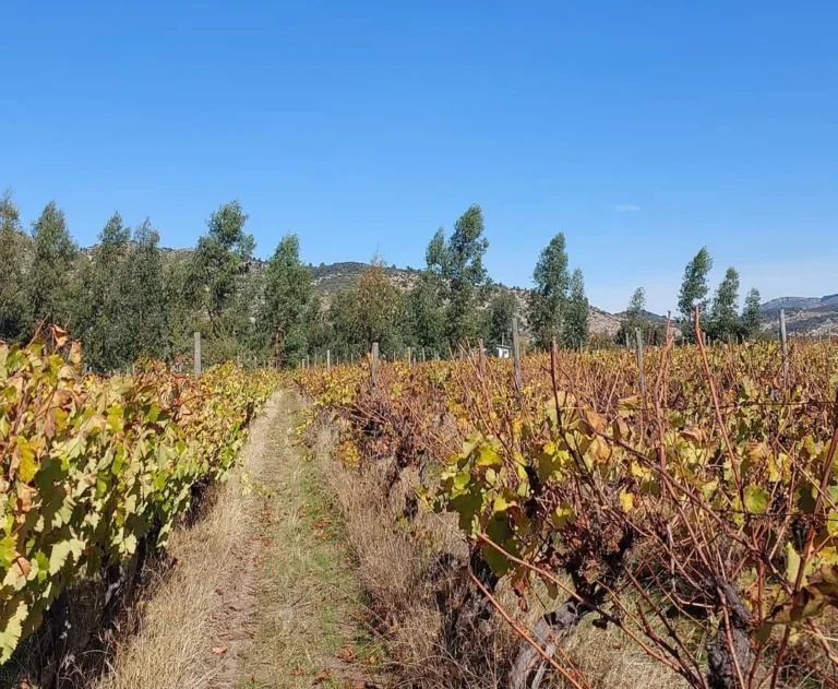 Viña Hope Valley: El sabor de la tenacidad y el rescate de un patrimonio vitivinícola