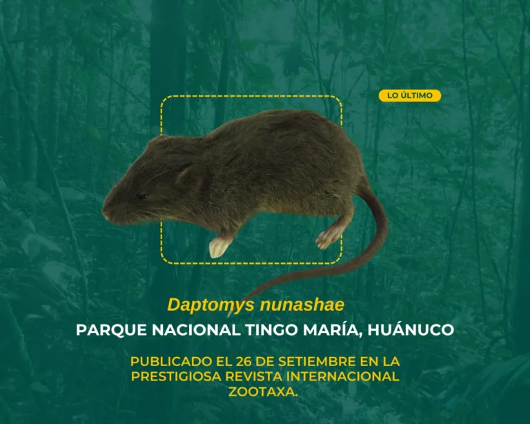 Descubren en el Parque Nacional Tingo María un roedor de pelaje color chocolate
