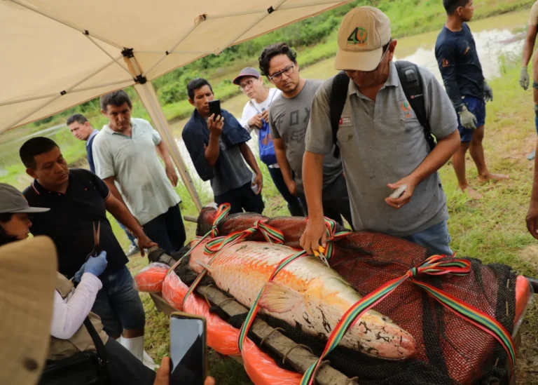 Estudian diversidad genética del paiche en Ucayali para impulsar su crianza sostenible