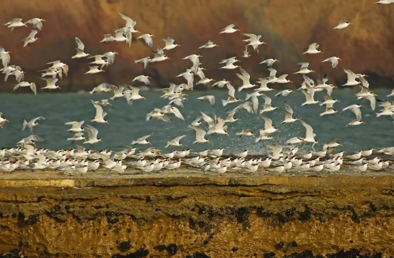 Artistas presentarán obras en homenaje a los 50 años de la Reserva Nacional de Paracas