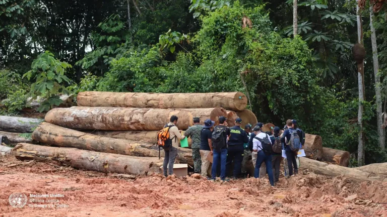 Perú, Brasil y Colombia refuerzan acciones conjuntas contra la tala ilegal en la triple frontera