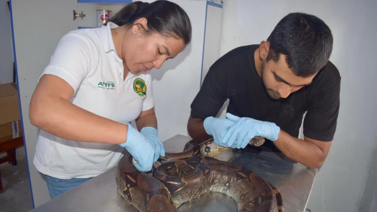 Intervienen a hombre que usaba boa para lucrar con fotos en catarata Honolulu