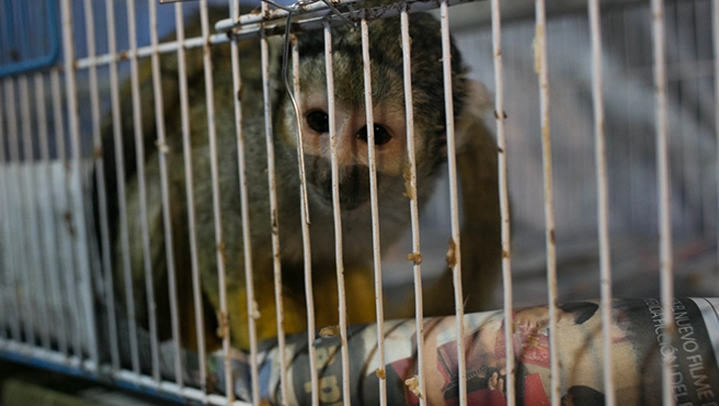 Rescatan más de 800 tortugas, iguanas, loros y primates en operativos hasta julio de este año