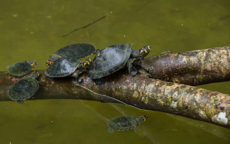 Crean la Reserva Comunal Bajo Putumayo Yaguas en Loreto con más de 160 mil hectáreas de conservación