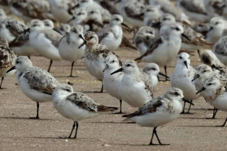 Día Mundial de las Aves Playeras: Perú, territorio clave para migración y reproducción de estas especies