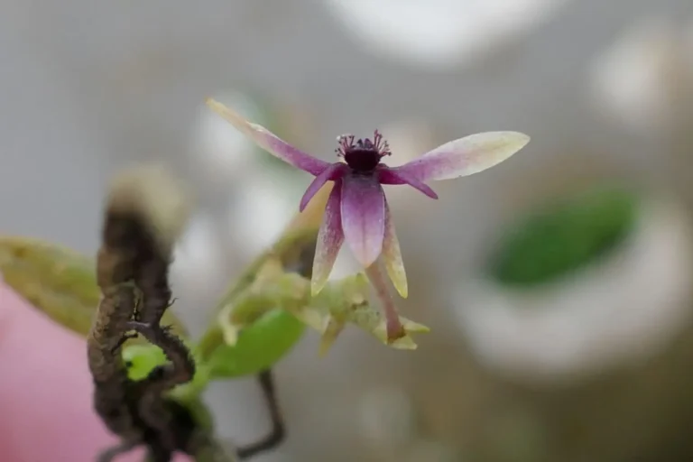 Descubren nueva especie de orquídea en el Parque Nacional Yanachaga Chemillén
