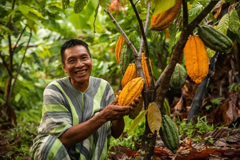 Del campo al chocolate: La historia de cómo el cacao peruano alcanzó la excelencia
