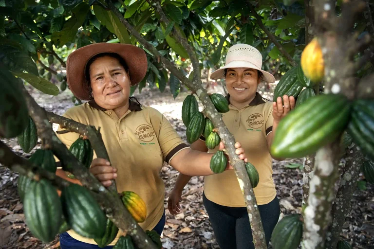 Del laboratorio al campo: El cacao ecológico de Kimbiri que conquista paladares