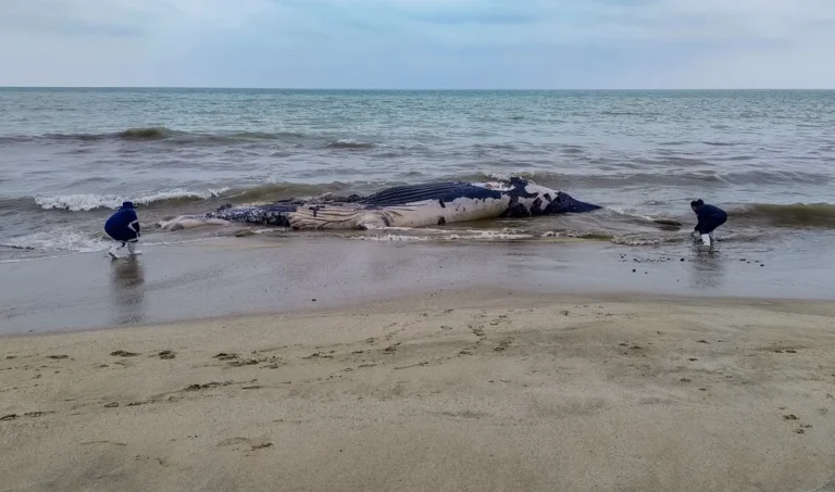 Hallan ballena jorobada muerta en Tumbes: Investigan enmallamiento con redes de pesca como causa de muerte