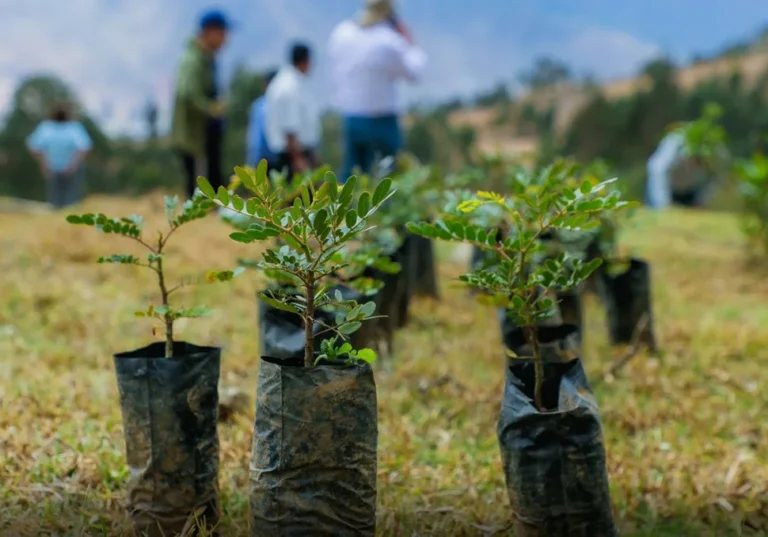 Huánuco impulsa la Semana Forestal con campañas de reforestación y educación ambiental