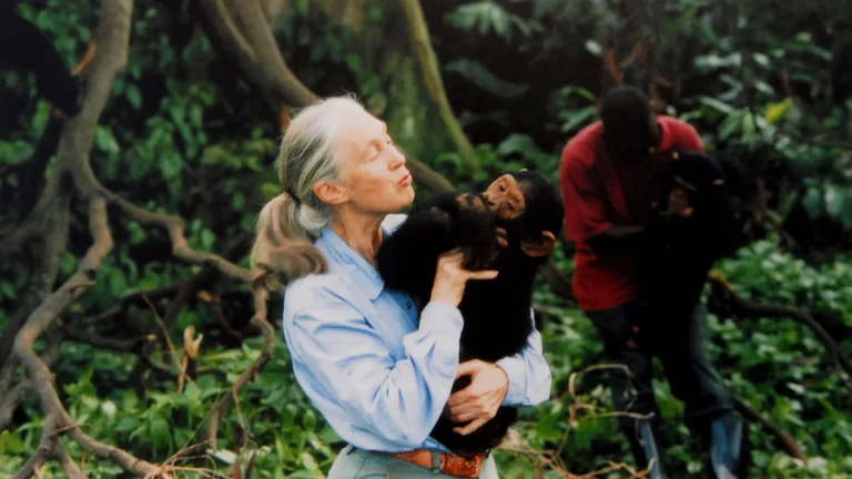 Adiós a Jane Goodall: La conservacionista que reveló que los chimpancés usan herramientas y cambió la forma de entender a los primates