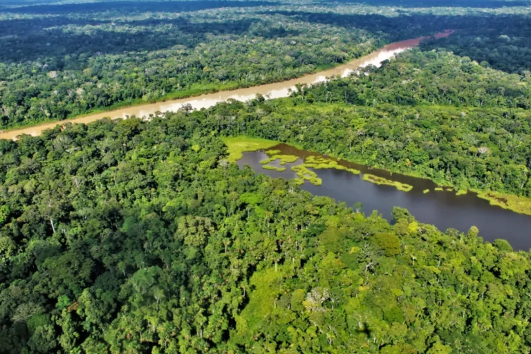 ONU: Se deben triplicar los fondos para proteger los bosques tropicales