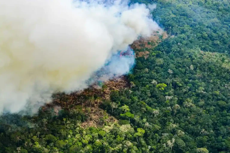 Pueblos indígenas proponen lineamientos nacionales frente a incendios y sequías rumbo a la COP30