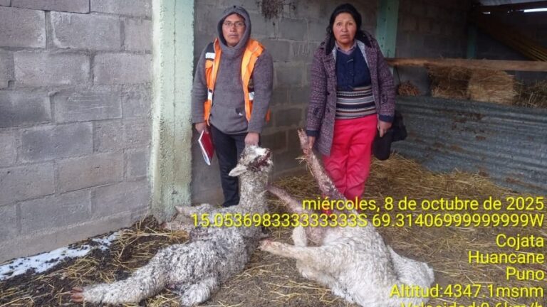 Cojata: Sospechan de pumas, zorros o perros en feroz ataque a alpacas
