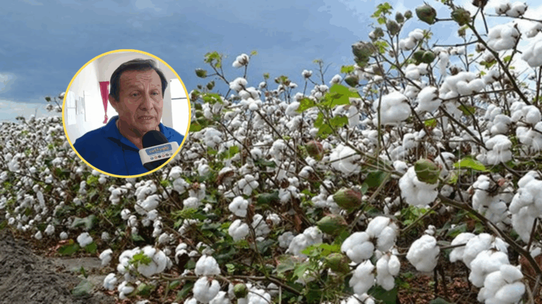Crisis hídrica y bajos precios ponen en riesgo el cultivo de algodón en Piura