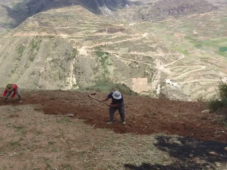 Productores de Huamalíes inician siembra de papa nativa pese a problemas con fertilizantes