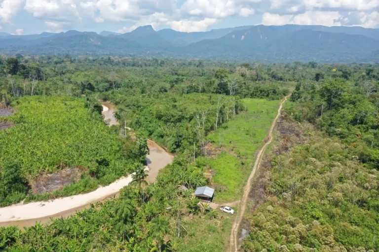 San Martín reconoce 533 mil hectáreas de bosques para uso sostenible de comunidades y predios privados